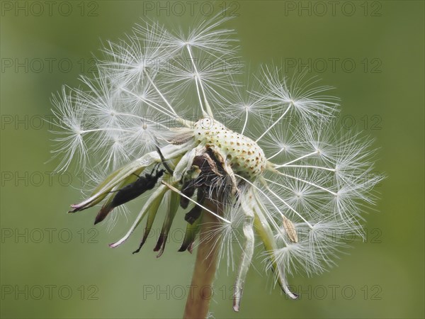 Common dandelion (Taraxacum officinale), dandelion, close-up with focus stacking, St. Jakob im