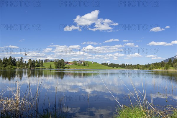 Hegratsrieder See near Fuessen, Allgaeu Alps, farm, blue cloudy sky, Allgaeu, Bavaria, Germany,