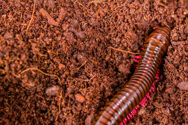 A reddish-brown millipede curls on rich brown soil, in Thailand