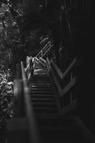 Endless steps. Hike in the forest in New Zealand towards a waterfall. Taken in black and white