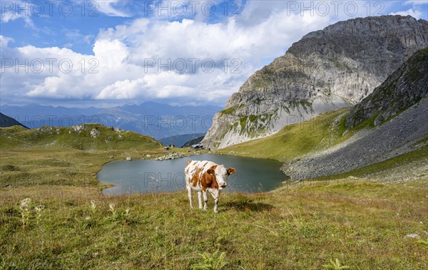Cow and blooming thistles on a mountain meadow, mountain hut Obstanserseehuette at the mountain