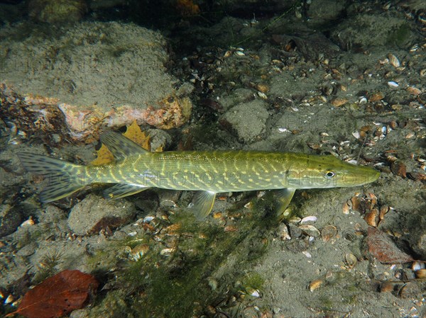 A pike (Esox lucius) glides through the clear water above a gravel bed next to green aquatic plants