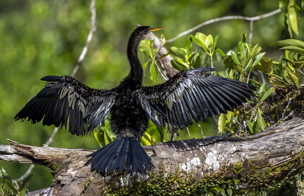 Anhinga (Anhinga anhinga) with outstretched wings, sitting on a branch and drying its feathers,