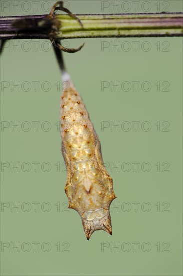 Small tortoiseshell (Nymphalis urticae, Aglais urticae), pupa, North Rhine-Westphalia, Germany,