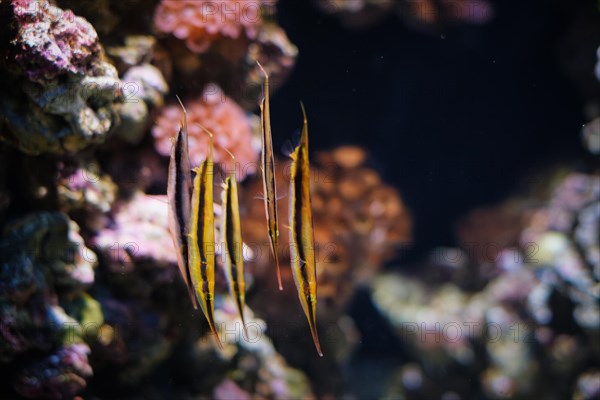 Razorfish Aeoliscus strigatus, aka razorfish, jointed razorfish or coral shrimpfish fish underwater
