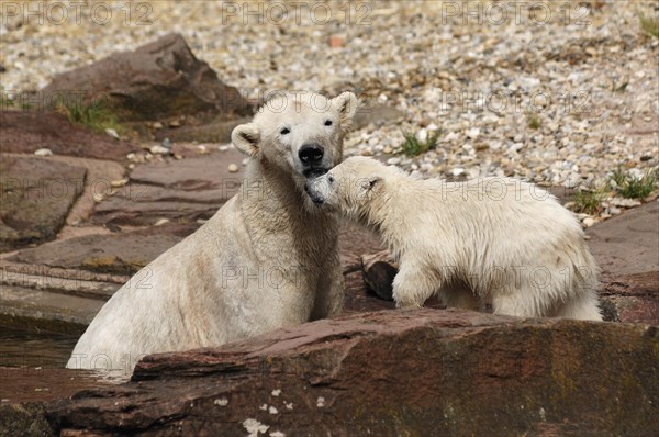 Polar bear mother with young polar bears (Ursus maritimus) . Nuremberg Zoo, Am Tiergarten 30,
