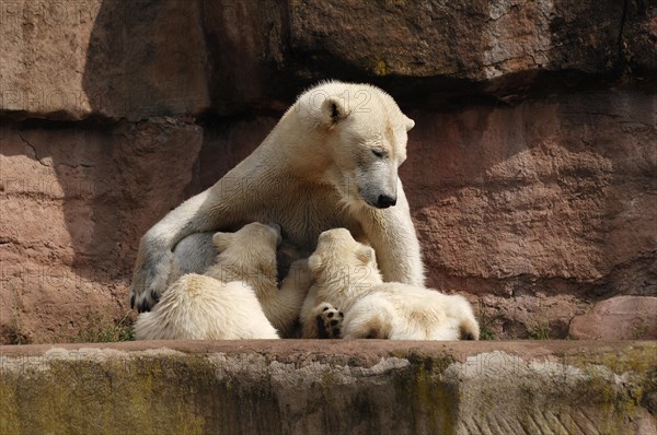 Polar bear mother suckling her two young polar bears, Ursus maritimus, Nuremberg Zoo, Am Tiergarten