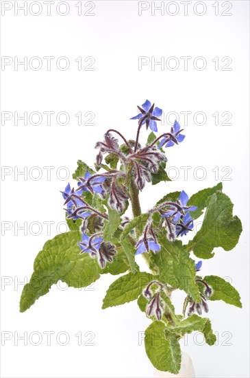 Borage on a white background