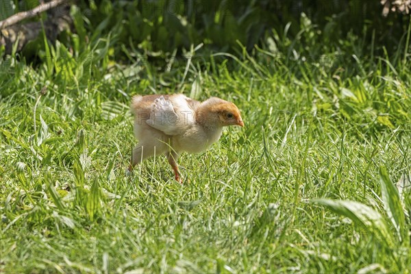 Wyandotte chicks, Wittorf, Samtgemeinde Bardowick, Lower Saxony, Germany, Europe