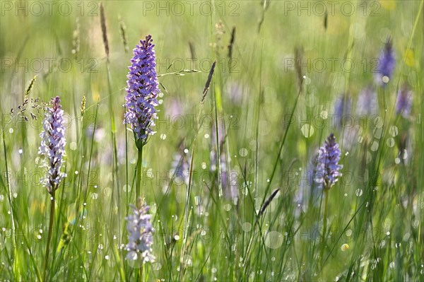 Moorland spotted orchid (Dactylorhiza maculata), flowering wild orchid, Lower Rhine, North