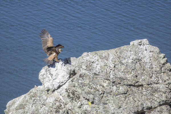 Griffon vulture (Gyps fulvus), Monfraguee National Park, Extremadura, Castilla La Mancha, Spain,