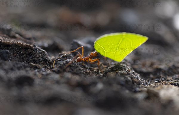 Leaf-cutter ant (Atta cephalotes) carrying a piece of leaf, rainforest, Tortuguero National Park,