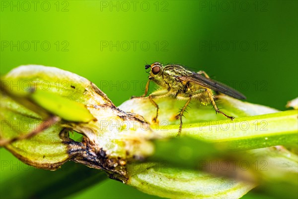 Yellow Dung Fly, Scathophaga stercoraria, fly on a leaf