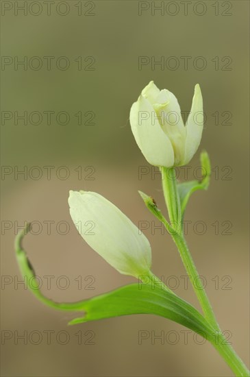 White Helleborine or white helleborine (Cephalanthera damasonium), North Rhine-Westphalia, Germany,
