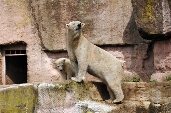 Polar bear mother with two young polar bears (Ursus maritimus) . Nuremberg Zoo, Am Tiergarten 30,