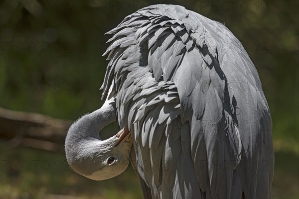 Preening paradise crane (Anthropoides paradisea), Nuremberg Zoo, Middle Franconia, Bavaria,