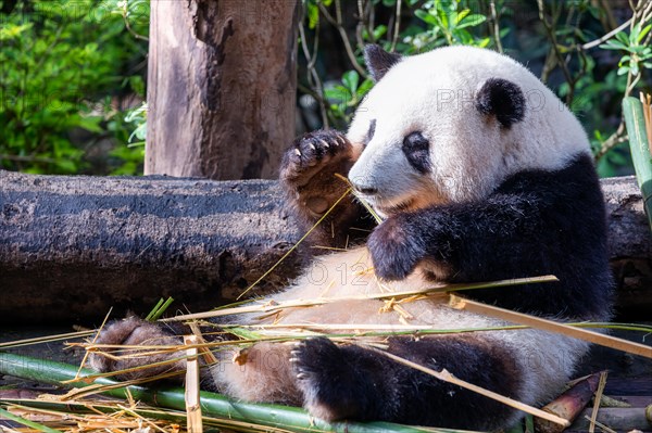 The giant panda (Ailuropoda melanoleuca), Chengdu, Sichuan, China, Asia
