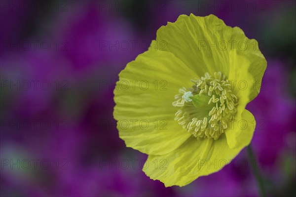 Welsh poppy (Meconopsis cambrica), Emsland, Lower Saxony, Germany, Europe