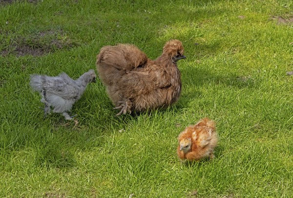 Silkie hen with chicks, Wittorf, Samtgemeinde Bardowick, Lower Saxony, Germany, Europe