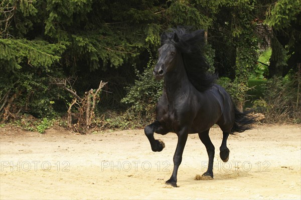 Friesian, Friesian horse