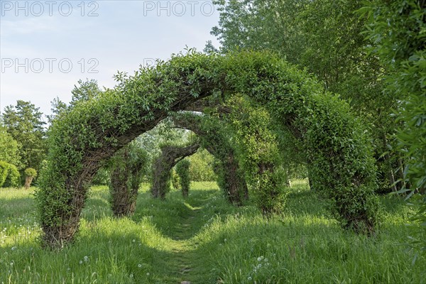 Topiary Garden, Symphonic Willow Walk, Boizenburg, Mecklenburg-Vorpommern, Germany, Europe