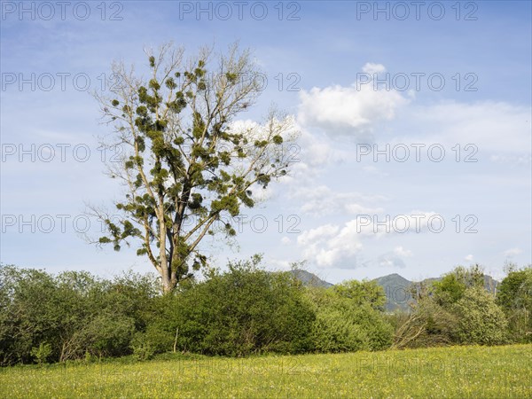 Evening light, tree in a meadow at the edge of a forest, Ennstal, near Irdning, Styria, Austria,