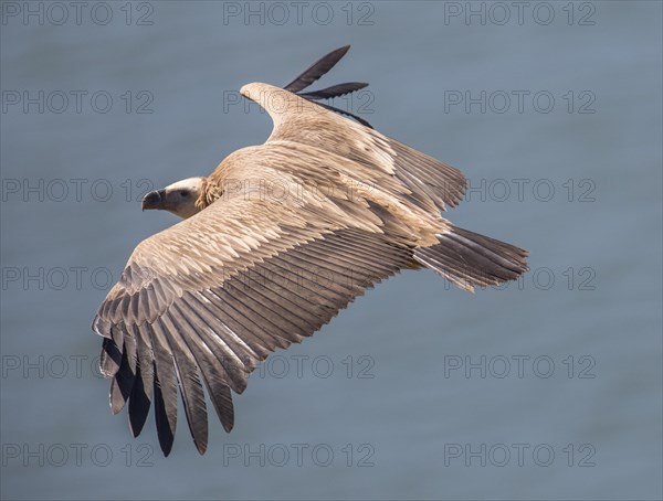 Griffon vulture (Gyps fulvus), Monfraguee National Park, Extremadura, Castilla La Mancha, Spain,