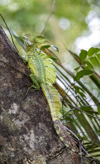 Plumed basilisk (Basiliscus plumifrons), adult male sitting on a tree trunk, Tortuguero National