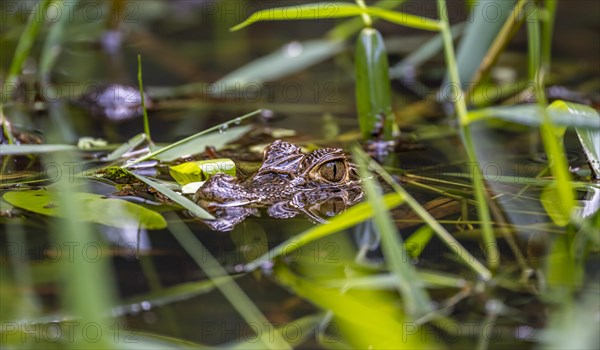 Northern spectacled caiman (Caiman crocodilus) lying in the water, with head above water, juvenile,