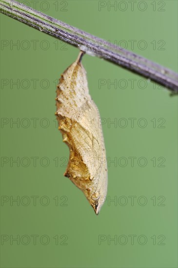 Small tortoiseshell (Nymphalis urticae, Aglais urticae), pupa, North Rhine-Westphalia, Germany,