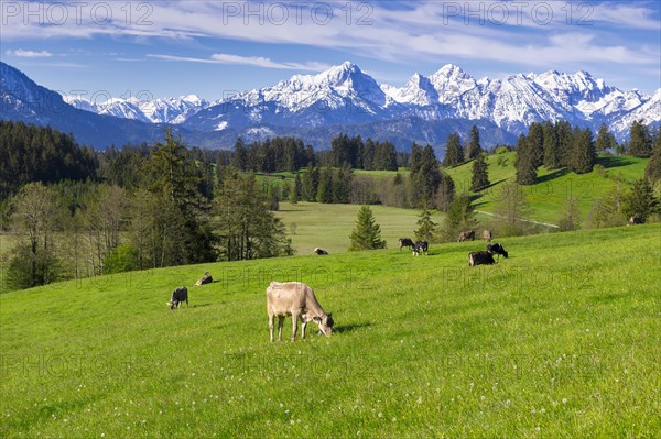 Dairy cows on a pasture, snow-covered mountains, hiking area, forest, trees, Allgaeu Alps, near