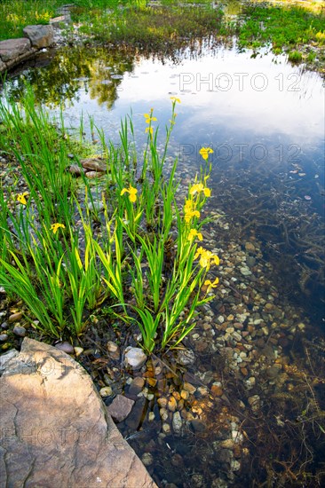 Yellow iris (Iris pseudacorus), by a pond in a natural garden, practical nature conservation,