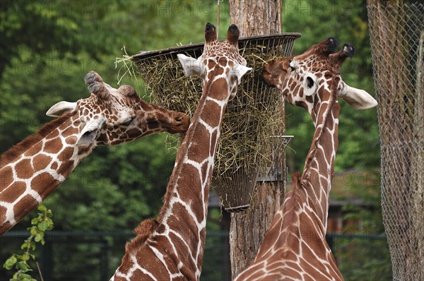 Three reticulated giraffes, Giraffa camelopardalis reticulata, eating from a basket hanging high in