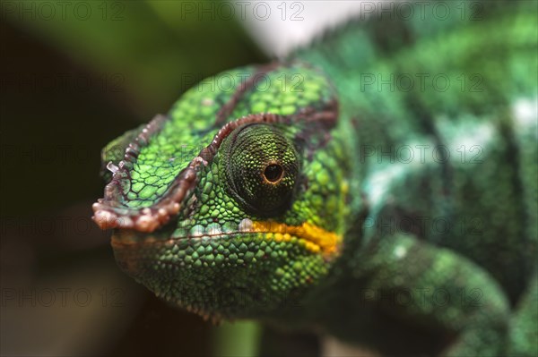Panther Chameleon, terrarium in the Nuremberg Zoo, Nuremberg, Middle Franconia, Bavaria, Germany,