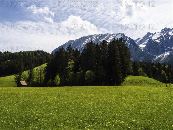Meadow at the edge of a forest, cloudy mood over a mountain peak, Grimming, near Bad Mitterndorf,