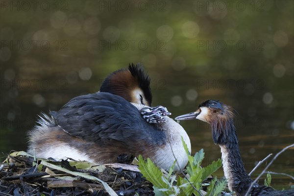 A resting great crested grebe (Podiceps ribbonfish) on the nest with two chicks, feeding scene,