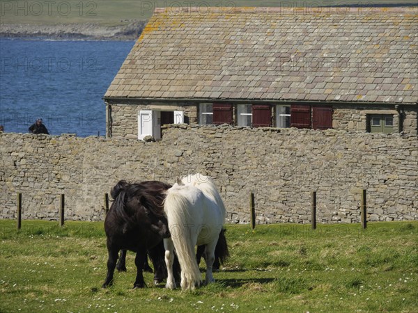 Two ponies feeding in a pasture in front of a stone wall with a farmhouse by the sea, close up view