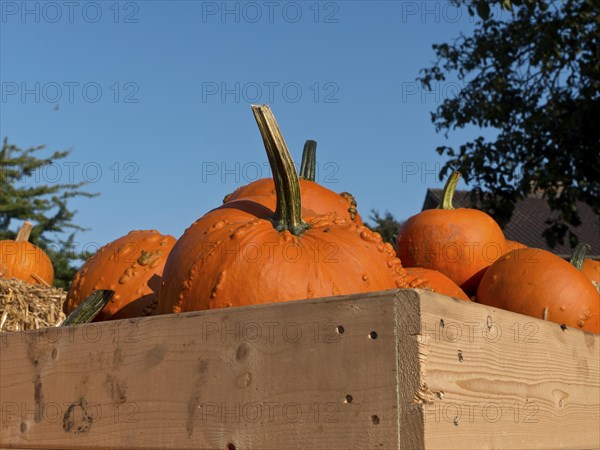 Pumpkins in a wooden box under a blue sky, some decorated with warts, many orange pumpkins at