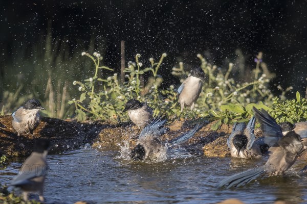 Blue starling (Cyanopica cooki) bathing, Extremadura, Castilla La Mancha, Spain, Europe