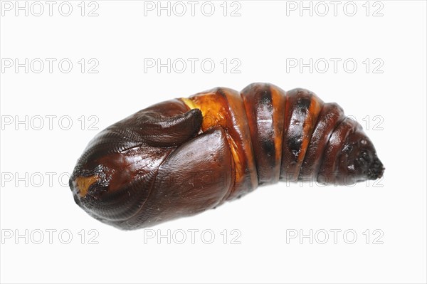 Indian luna moth (Actias selene), pupa against a white background, captive, occurrence in Asia