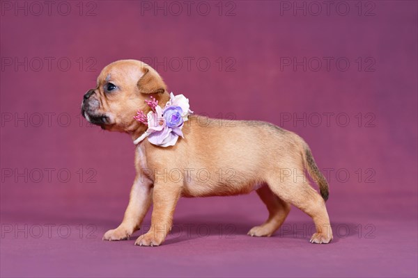 Four weeks young red fawn French Bulldog puppy with healthy long nose and tail
