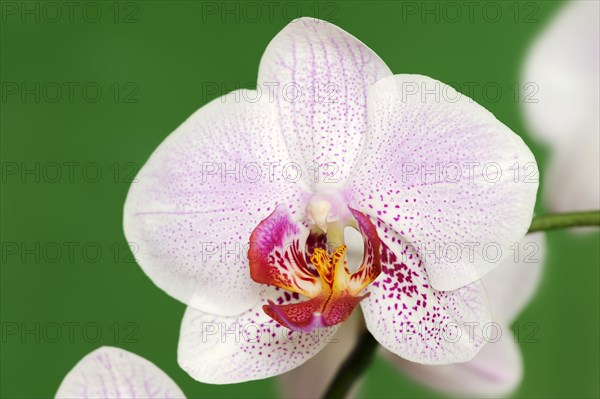 Butterfly orchid (Phalaenopsis), flower, houseplant, North Rhine-Westphalia, Germany, Europe