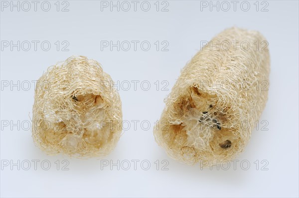 Sponge cucumber (Luffa aegyptiaca, Luffa cylindrica), fibrous interior of the ripe fruit, used as a