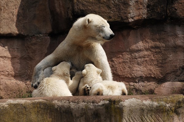 Polar bear mother suckling her two young polar bears, Ursus maritimus, Nuremberg Zoo, Am Tiergarten