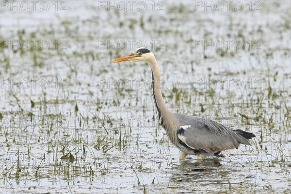 Grey heron (Ardea cinerea) foraging in wet meadow, spring, wildlife, Huede, Ochsen Moor, Duemmer