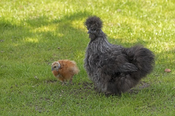 Silkie hen with chicks, Wittorf, Samtgemeinde Bardowick, Lower Saxony, Germany, Europe