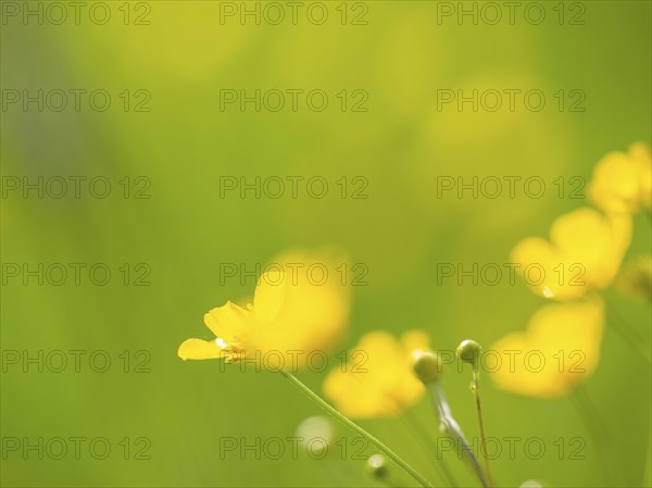 Meadow with tall buttercups (Ranunculus acris), buttercup, common buttercup, near Irdning, Ennstal,
