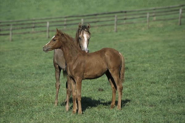Arabian, Horse, Foal