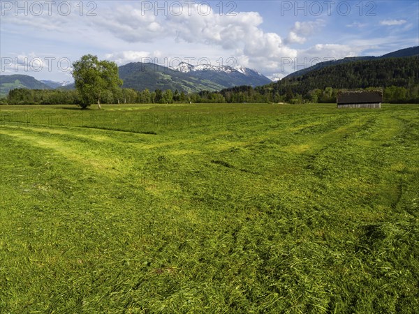 Freshly mown meadow with hay barn, snow-covered mountain peaks behind, near Irdning, Ennstal,
