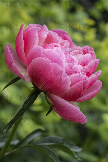 Peony (Paeonia Coral Charm), Emsland, Lower Saxony, Germany, Europe